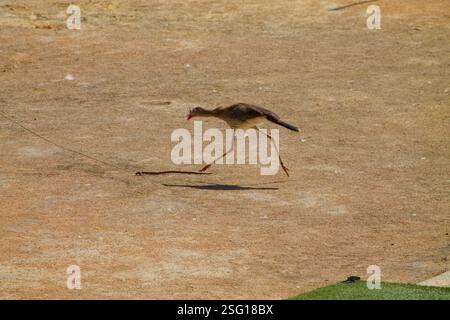 Ein Vogel mit langen Beinen läuft auf einer sandigen Oberfläche und wirft einen Schatten. Der Hintergrund ist verschwommen, was die Bewegung des Vogels unterstreicht. Stockfoto