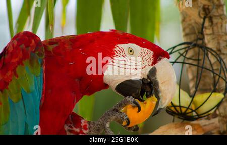 Ein leuchtender roter Aras-Papagei, der auf einem Zweig sitzt und ein Stück Obst im Schnabel hält. Die farbenfrohen Federn des Papageiens sind gut sichtbar, Showca Stockfoto