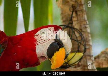 Eine Nahaufnahme eines leuchtenden roten Papageiens, der ein Stück Orangenfrucht isst, mit grünem Laub im Hintergrund. Stockfoto