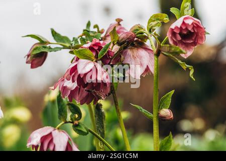 Helleborus orientalis Double Ellen Red Stockfoto