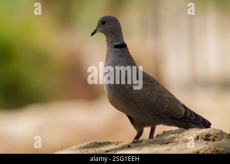 Eine Nahaufnahme eines grauen Vogels, der auf einem Felsen steht, mit einem verschwommenen grünen Hintergrund. Der Vogel hat einen markanten schwarzen Nackenbügel und einen glatten, abgerundeten Körper. Stockfoto