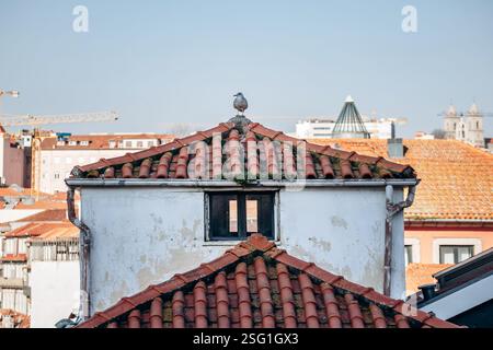 Malerischer Blick auf die wunderschönen Dächer von Porto vom Turm der Kathedrale von Porto Stockfoto