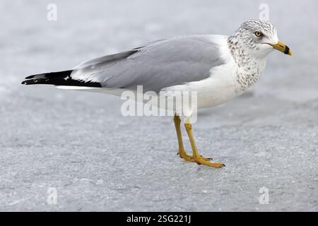 Ringschnabelmöwe (Larus delawarensis) am gefrorenen Mississippi River im Riverview Park in Montrose, Iowa. Stockfoto