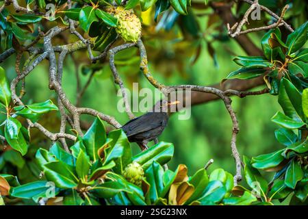 Der junge Schwarzvogel thronte zwischen verwinkelten Magnolienzweigen mit Glossy Green Laub und reifenden Samenkapseln und verschmilzt sich zu einem grünen Walddach Stockfoto