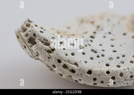 Extreme Makroaufnahme einer porösen und verwitterten Schale mit komplexen natürlichen Mustern und Erosionsdetails. Stockfoto