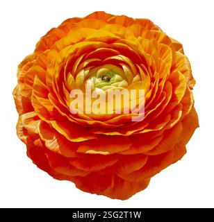 Orange schöne blühende Ranunkeln Blume Kopf isoliert auf weißem Hintergrund. Isolierte orange Ranunkelblüte. Stockfoto