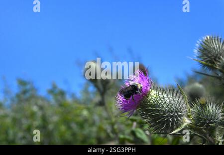 Die Biene sammelt Pollen aus einer lila Distel in Nordkalifornien. Der Himmel ist blau. Stockfoto