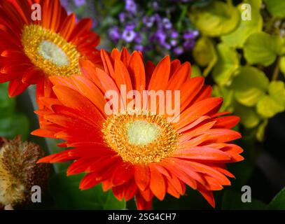 Nahaufnahme von zwei, Orange, Gerber Daisies. Gänseblümchen wachsen im Garten von Oregon. Stockfoto