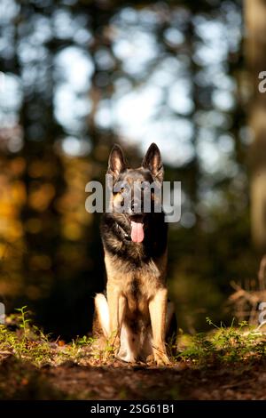 Sitzender deutscher schäferhund Porträt im Wald mit herbstfarbenem Hintergrund Stockfoto