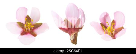 Sammlung von drei rosafarbenen Mandelblüten isoliert auf weißem Hintergrund Stockfoto