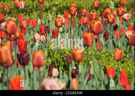 In Amsterdam explodiert ein Feld mit bunten Tulpen in voller Blüte. Rote, orange und lila Blumen erstrecken sich über die Landschaft und schaffen ein lebendiges Di Stockfoto