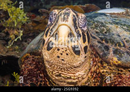 Diese indo-pazifische Karettschildkröte, Eretmochelys imbricata, hat ein flaches weißes Fleck, wo einst ein Forschungssender an seine Schale, Guam, Mic, geklebt wurde Stockfoto