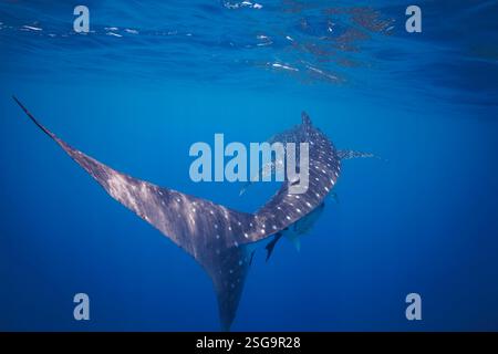 Der Walhai Rhiniodon Typus ist die weltweit größte Fischart. Baucau, Timor-Leste Stockfoto