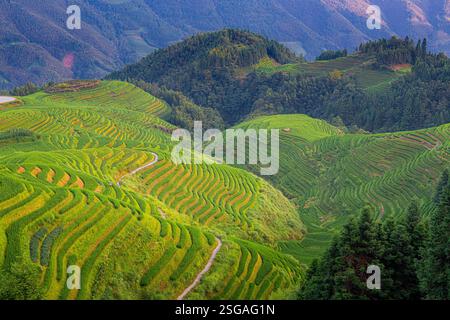 Nahaufnahme der Longji-Reisterrassen auf dem Yaoshan-Berg in Guangxi, China. Stockfoto
