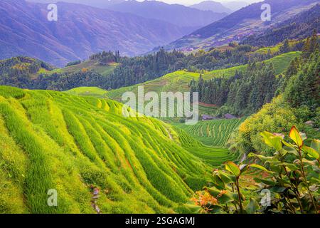 Üppig grüne Reisterrassen unter einem klaren blauen Himmel, die traditionelle Landwirtschaft in einer landschaftlich reizvollen Landschaft zeigen. Longji Stockfoto