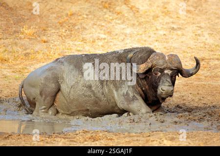 Ein afrikanischer Büffelstier (Syncerus Caffer) in einem schlammigen Wasserloch, Sabie Sand Naturschutzgebiet, Südafrika Stockfoto
