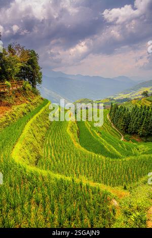 Sehen Sie den Reis auf den wunderschönen Reisterrassen in Longsheng, Longji, Guilin, China. Stockfoto
