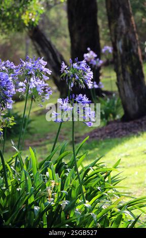 Leuchtend violette Agapanthus blühen in einem ländlichen australischen Garten. Stockfoto