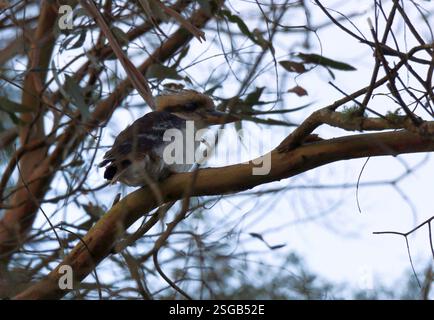Süße, junge Kookaburra, die auf einem Baumzweig im Busch sitzt. Stockfoto