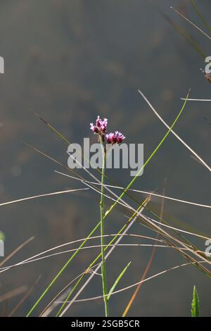 Zarte lila Blüten blühen auf einem Stab einer Eisenkraut-Pflanze an einem Fluss im Busch. Stockfoto
