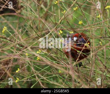 Australische Karmesin rosella mit hellrotem Kopf und schönen roten und blauen Federn, die auf einem Zweig auf einem Busch sitzen. Stockfoto