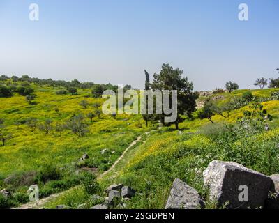 Eine lebhafte Landschaft mit sanften grünen Hügeln, gesäumt von Bäumen und leuchtend gelben Wildblumen. Stockfoto