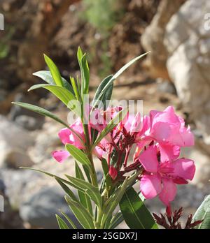 Leuchtend rosa Oleanderblüten vor einem Hintergrund von felsigem Gelände Stockfoto