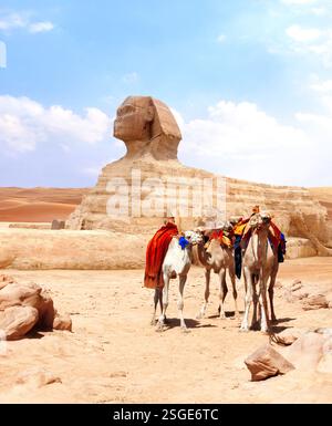 Kamele in der Nähe der Großen Sphinx, Kairo, Ägypten. Vier Kamele und Statue der mythischen Kreatur Sphinx, Pyramidenkomplex von Gizeh. Thema Sommerferien, Reisen, Stockfoto