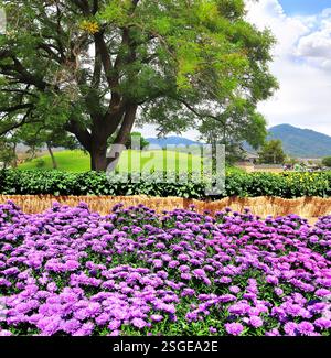 Großer Baum und viele schöne Magenta Chrysanthemen Blumen auf Blumenbeet, Gyeongju, Südkorea. Herbstkulisse mit Chrysanthemen. Fallzeit in Repub Stockfoto
