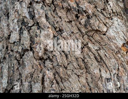 Braune Baumrinde Makro Nahaufnahme Textur Hintergrund. Hintergrundmuster Der Alten Holzbaumstruktur. Hintergrundkonzept. Stockfoto