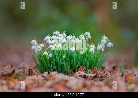 Eine der ersten Blüten des Frühlings, ein Klumpen weißer Schneeglöckchen, in voller Blüte, nachdem sie sich in Lytham Hall, Lytham, Lancashire, Großbritannien, durch die Blätter gedrückt haben. Stockfoto
