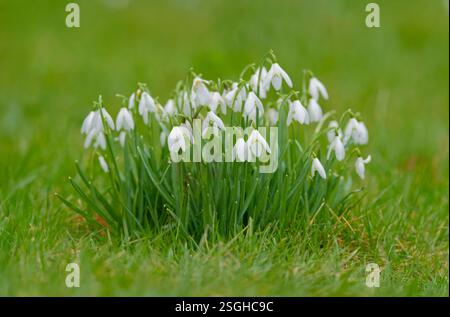 Eine der ersten Blüten des Frühlings, ein Klumpen weißer Schneeglöckchen, in voller Blüte, nachdem sie in Lytham Hall, Lytham, Lancashire, Großbritannien, durch Gras gestoßen sind. Stockfoto