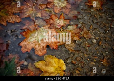 Eine Nahaufnahme von nassen braunen und gelben Herbstblättern auf dem Boden Stockfoto