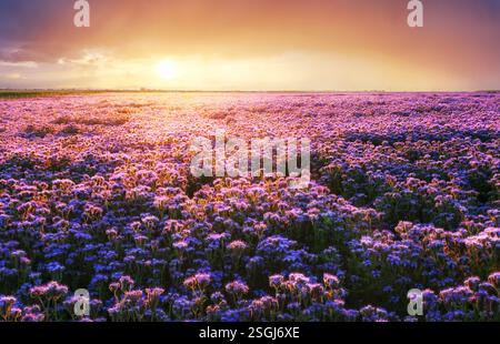 Blühende Phacelia-Blumen violettes Feld unter den roten Farben des Sommeruntergangs. Landwirtschaft Landwirtschaft Landwirtschaft Naturlandschaft Stockfoto