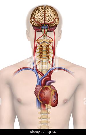 Anatomisches Diagramm der zerebralen Durchblutung. Sie ist für die Aufrechterhaltung der Gehirnfunktionen und für die Versorgung mit Sauerstoff und Nährstoffen von entscheidender Bedeutung. Stockfoto