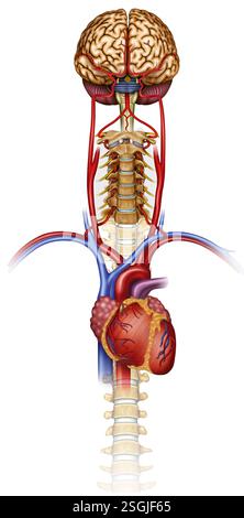 Anatomische Darstellung der zerebralen Durchblutung. Das Blut gelangt durch die Arterien der Karotis und der Wirbelsäule in das Gehirn und liefert Sauerstoff und Nährstoffe. Stockfoto