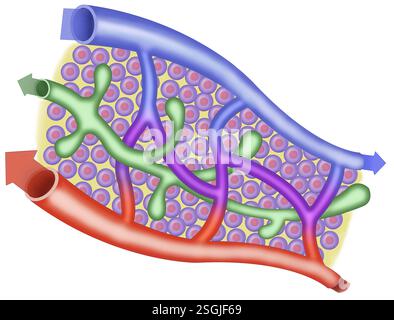 Diagramm des venösen, arteriellen und lymphatischen Kreislaufsystems Stockfoto