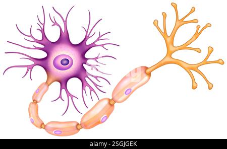 Schematische Darstellung des Neurons. Nervenzelle spezialisiert auf die Signalübertragung durch elektrische und chemische Impulse. Stockfoto