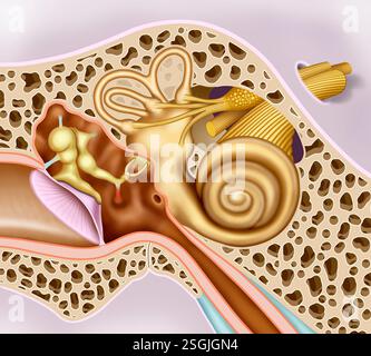 Anatomische Darstellung des Mittelohrs. Der luftgefüllte Hohlraum wandelt Schallwellen in Schwingungen um und überträgt sie an das Innenohr. Stockfoto