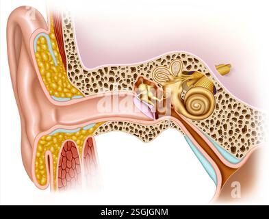 Anatomie des Ohres und detaillierte schematische Darstellung der Anatomie des Ohres, der äußeren Ohrstruktur, des mittleren und inneren Ohres Stockfoto