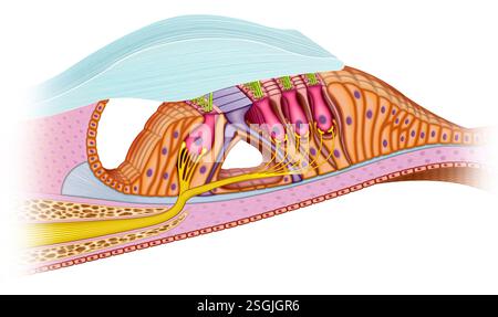 Schematische Darstellung des Corti-Organs. Dieses Organ ist das wichtigste Organ des Hörsinns. Sie befindet sich innerhalb der Cochlea. Stockfoto