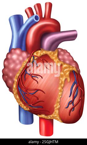 Realistische Darstellung des Herzens. Ein Muskelorgan, das Blut durch das Kreislaufsystem mit Arterien, Venen und Klappen pumpt. Stockfoto