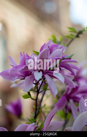 Nahaufnahme der blühenden rosa Magnolie Stockfoto