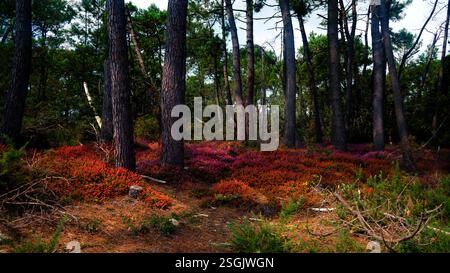 Eine kleine, aber sehr bunte Lichtung wilder Heidekraut im Wald um die alten stehenden Steine von Carnac in der Bretagne, Nordfrankreich Stockfoto