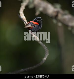 Ein einziges leises Porträt eines Märchenzwitschers mit rotem Rücken, der auf einem sonnendurchfluteten Baumzweig thront, genießt das Licht des frühen Morgenlichts. Stockfoto