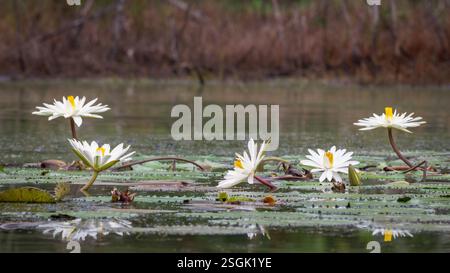 Eine Ansammlung einheimischer Seerosen blüht auf einem Süßwasserteich an Centenary Lakes, einer Touristenattraktion, in Cairns Australien. Stockfoto