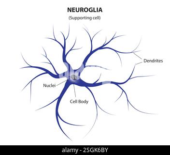 Neuroglia – jede von mehreren Zelltypen, die hauptsächlich zur Unterstützung von Neuronen dienen Stock Vektor