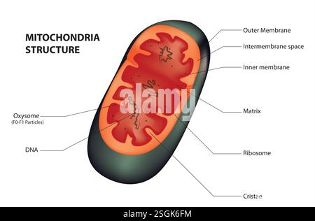 Mitochondrienstruktur Stock Vektor
