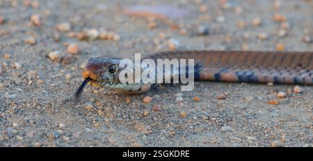 Mosambik-Speikobra / Mosambik Spuckkobra / Naja mossambica Stockfoto