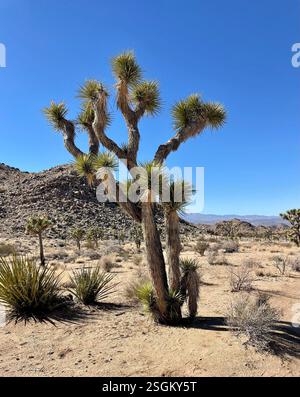 WESTERN Joshua Tree (Yucca brevifolia), Plantae, Joshua Tree National Park, Joshua Tree, CA, USA, Joshua Tree Bäume wurden am 24. Januar 2021 im Joshua Tree National Park mit einem Fuß SCHNEE bedeckt. Am späten Nachmittag war der meiste Schnee geschmolzen. Es war ein großartiger und unvergesslicher Tag in der Mojave-Wüste! Siehe: https://www.inaturalist.org/observations/72509340 Western Joshua Tree (Yucca brevifolia) hieß früher Yucca brevifolia var. Brevifolia (bis zum 12/24, als Taxonwechsel eintrat). Auch bekannt als Yucca Palm, Tree Yucca und Palm Tree Yucca. Es ist eine einheimische, endemische Pflanze in Century Plant (Agavoidea Stockfoto